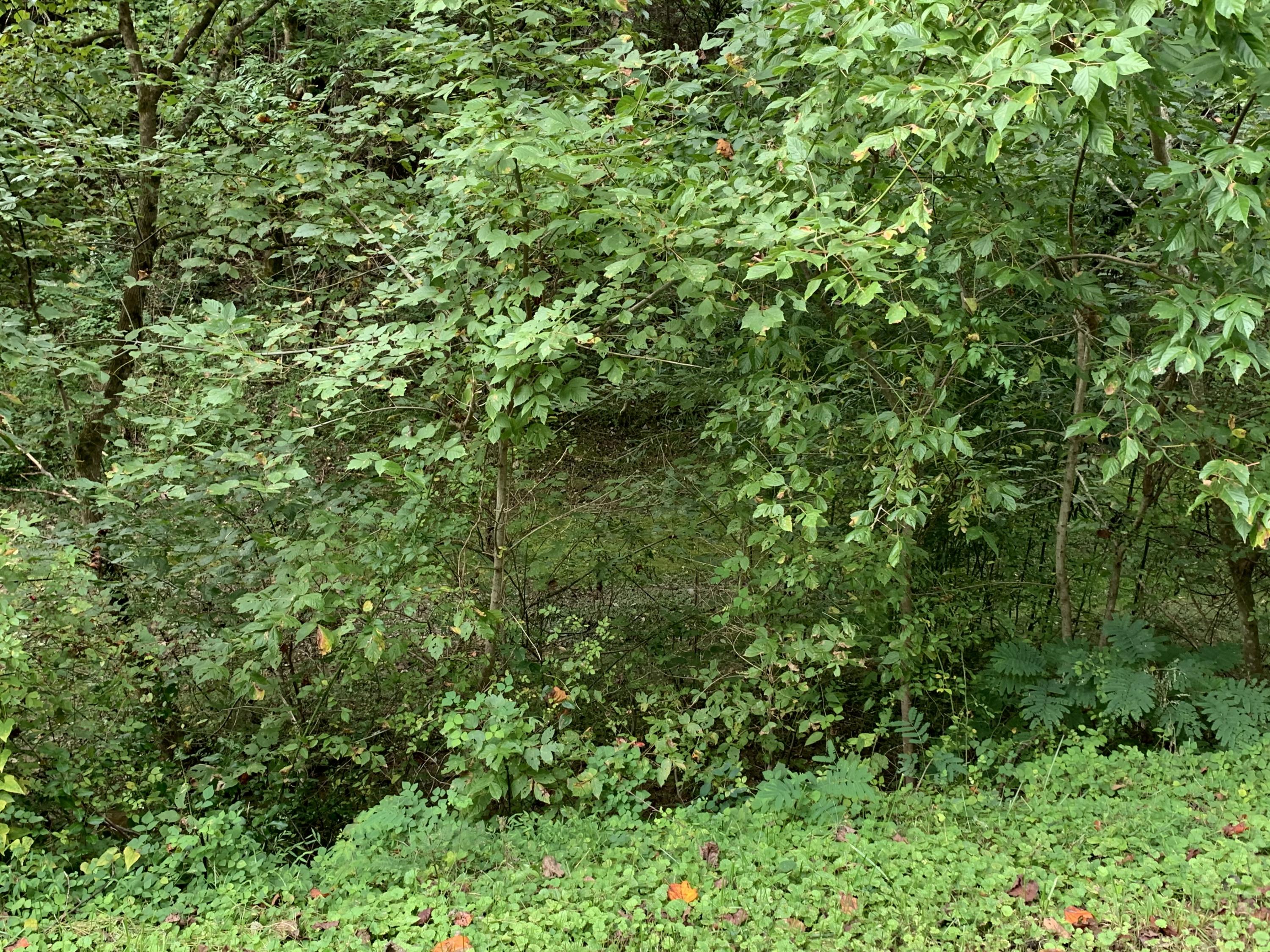 Flat Branch Road Sevierville, TN 37876 - Photo 1 of 7 IMG_3481