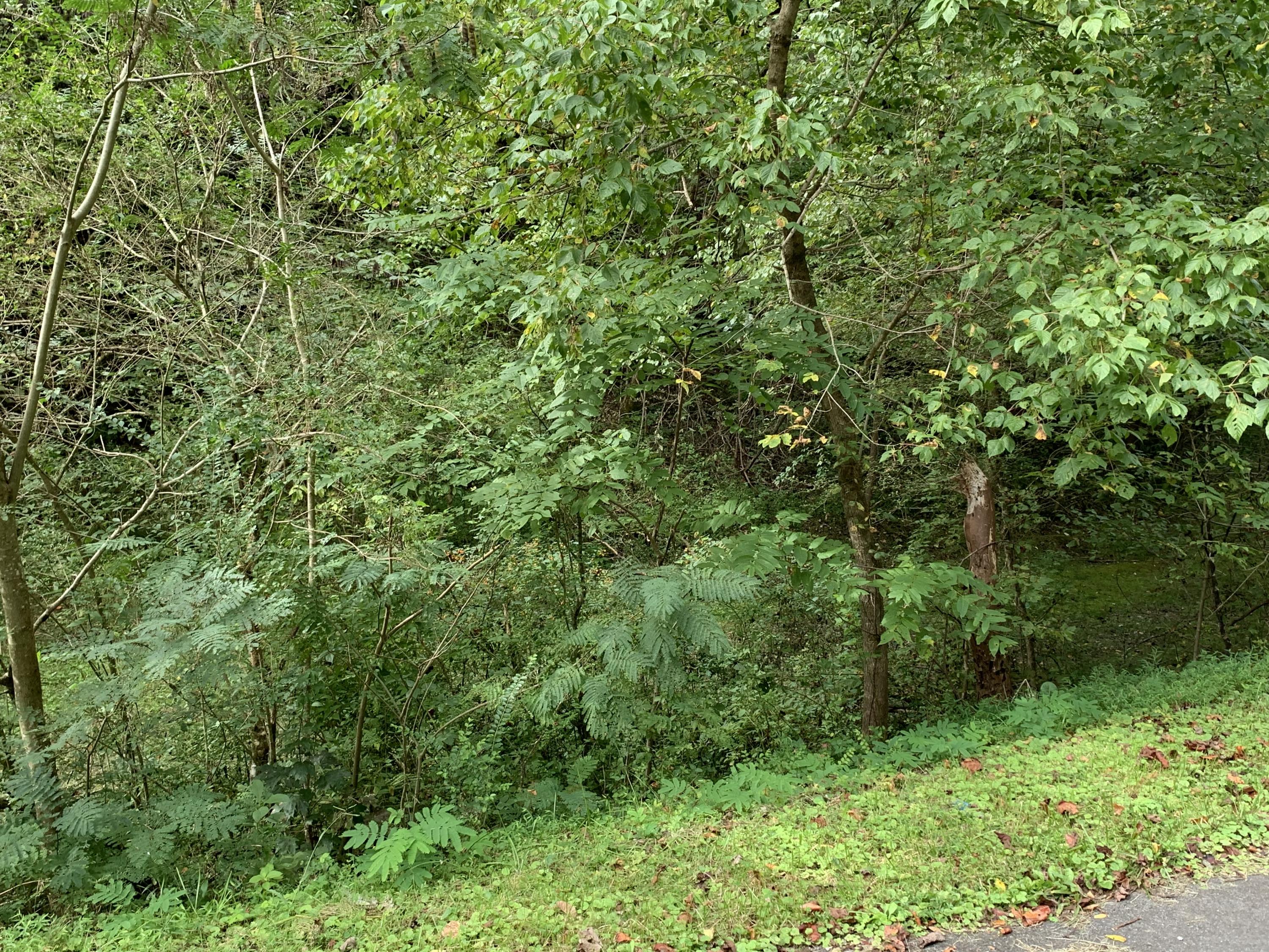 Flat Branch Road Sevierville, TN 37876 - Photo 3 of 7 IMG_3480