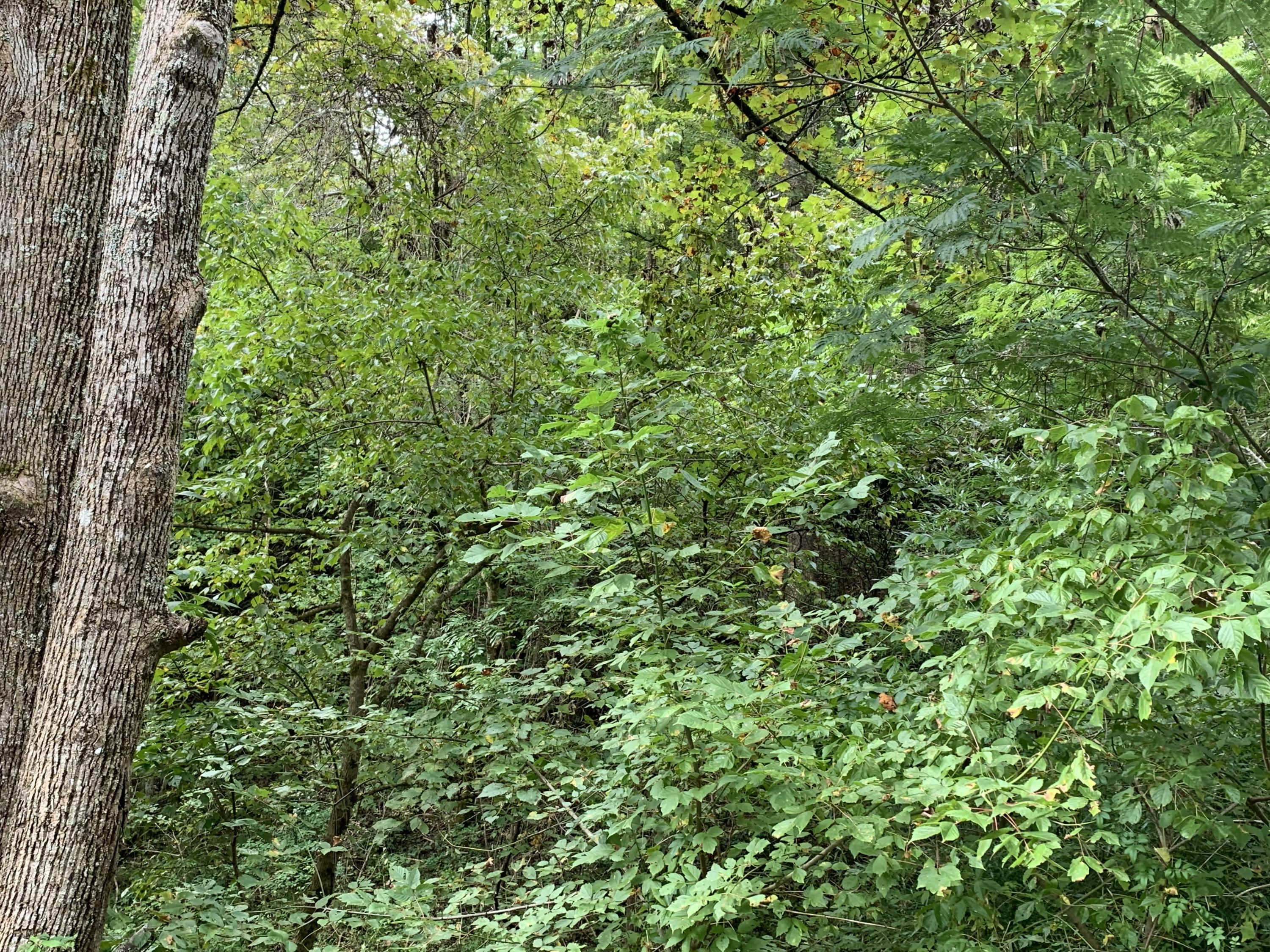 Flat Branch Road Sevierville, TN 37876 - Photo 4 of 7 IMG_3482