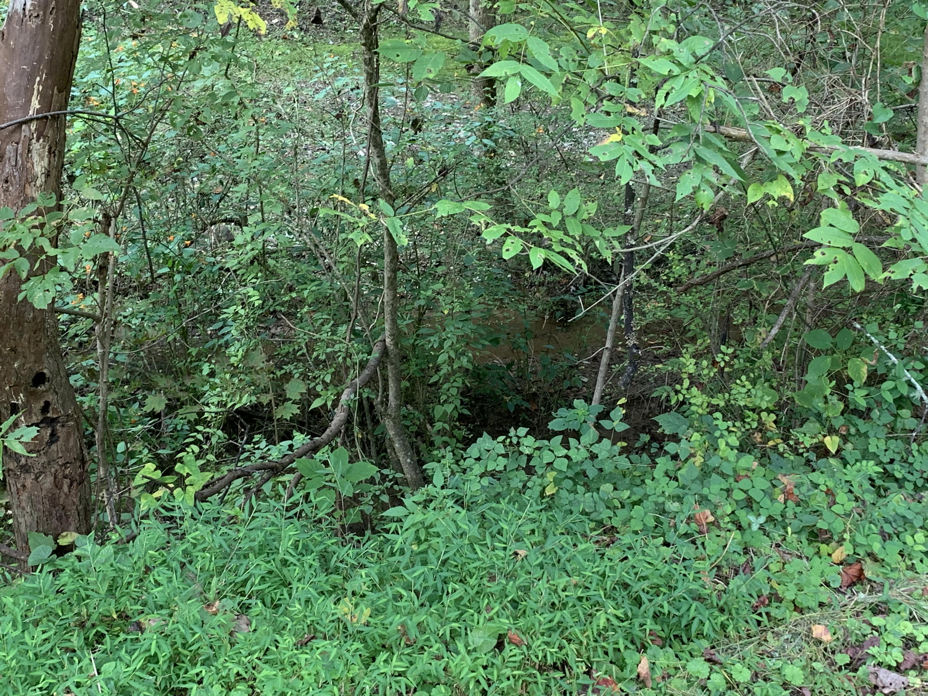 Flat Branch Road Sevierville, TN 37876 - Photo 5 of 7 IMG_3486