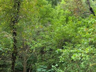 Flat Branch Road Sevierville, TN 37876 - Photo 6 of 7 IMG_3484