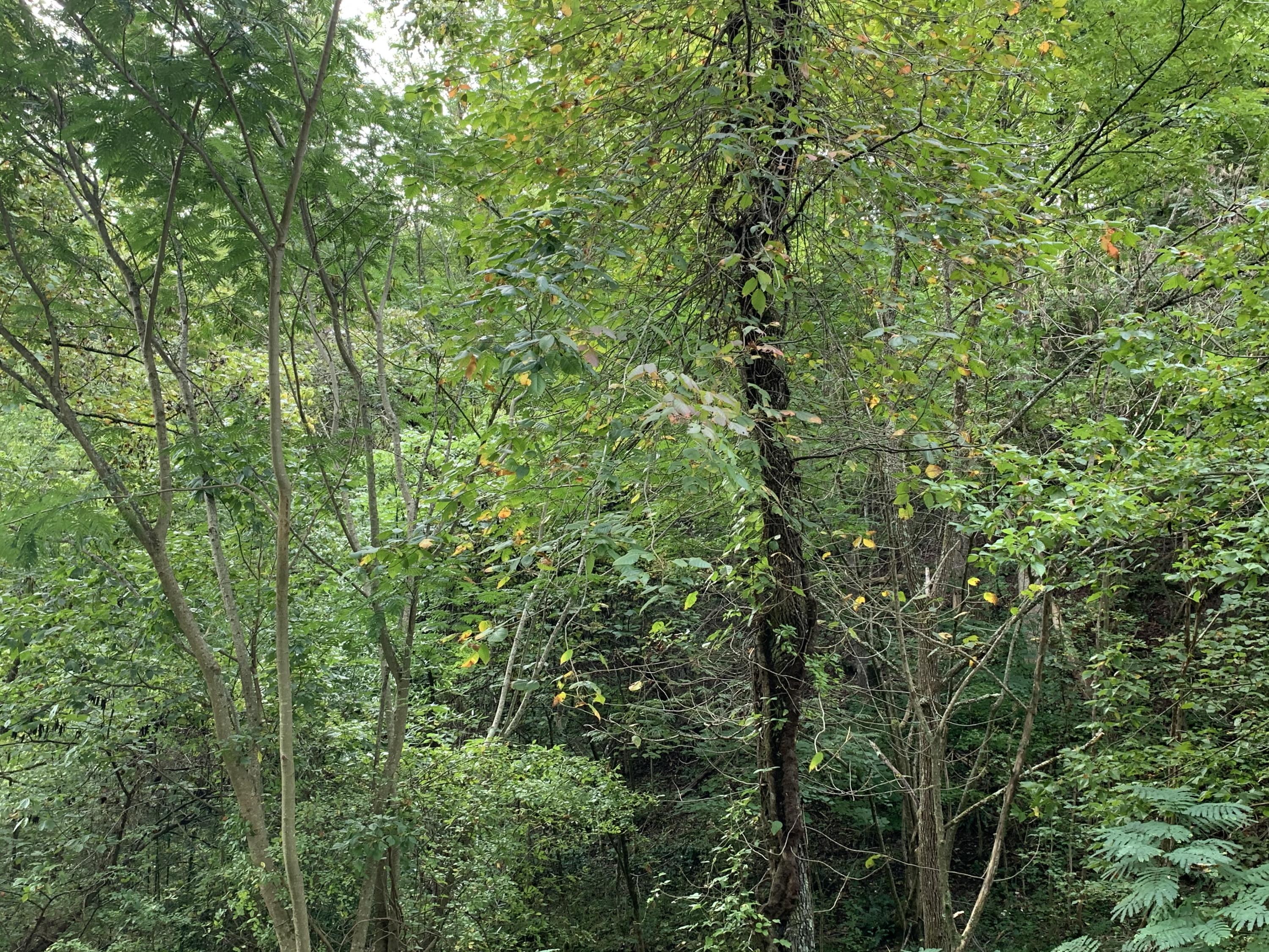 Flat Branch Road Sevierville, TN 37876 - Photo 7 of 7 IMG_3485 (1)