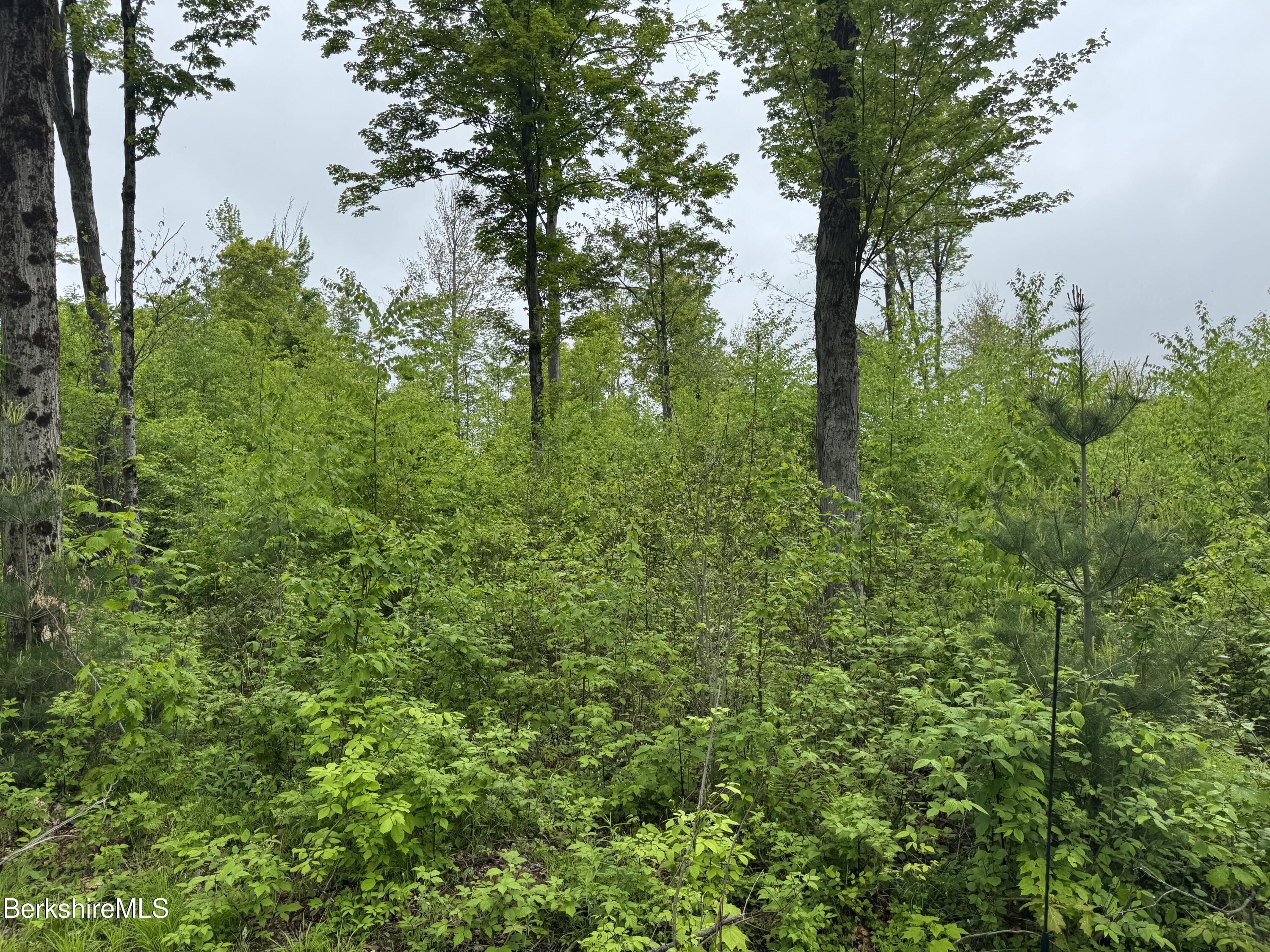 Lot ''b'' Beulah Land Road Blandford, MA 01008 - Photo 10 of 18 IMG_4582