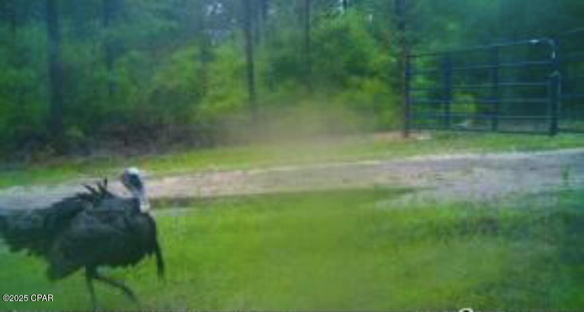 0 Windsong Road Marianna, FL 32448 - Photo 19 of 29 Gallery Image 19