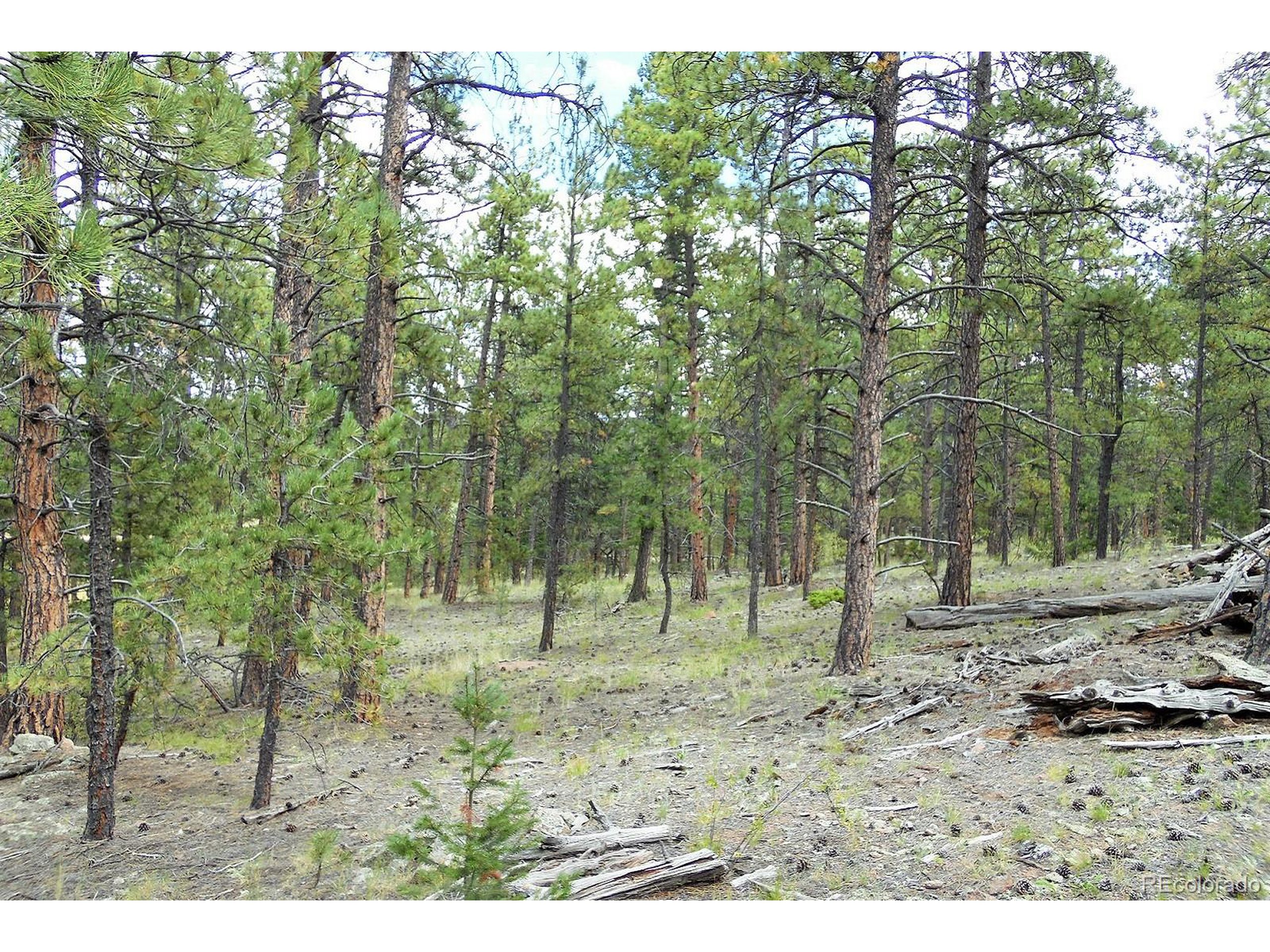 35 Doe Valley Road Guffey, CO 80820 - Photo 13 of 40