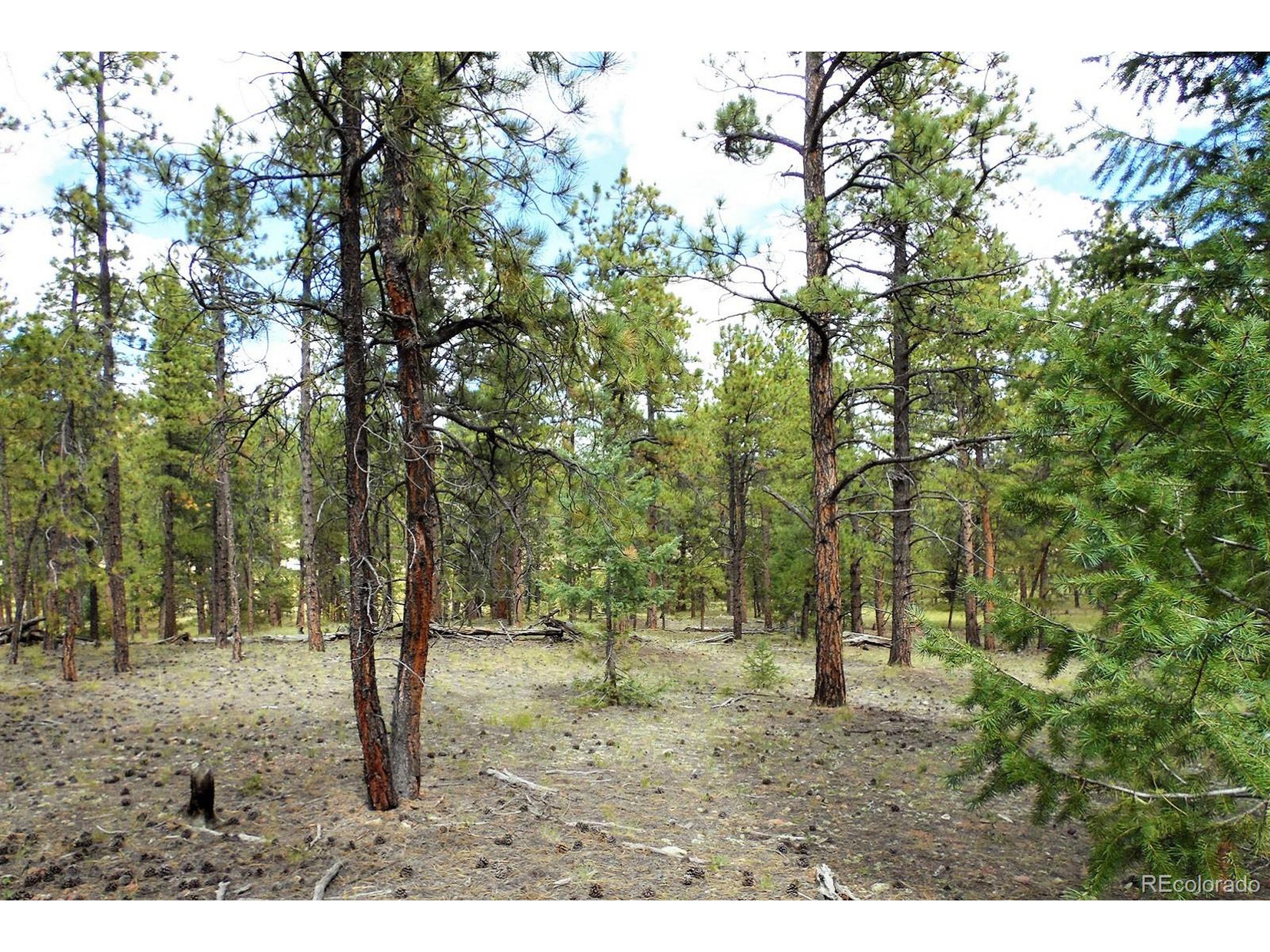 35 Doe Valley Road Guffey, CO 80820 - Photo 14 of 40