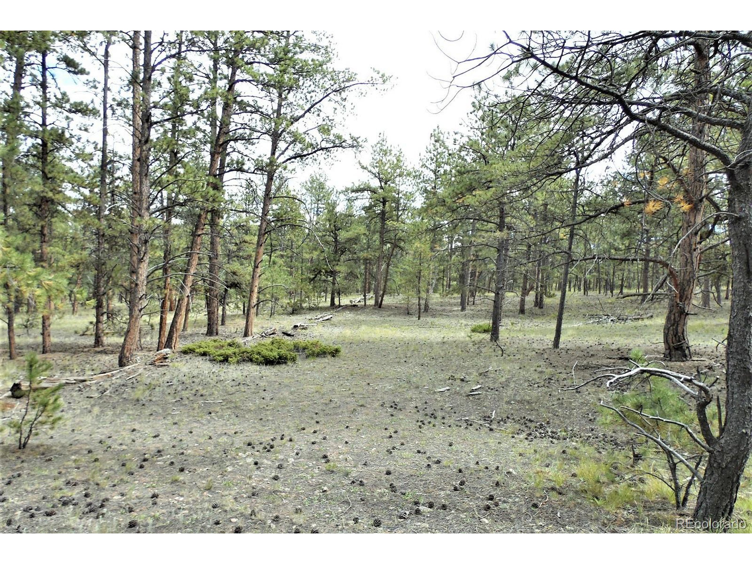 35 Doe Valley Road Guffey, CO 80820 - Photo 16 of 40