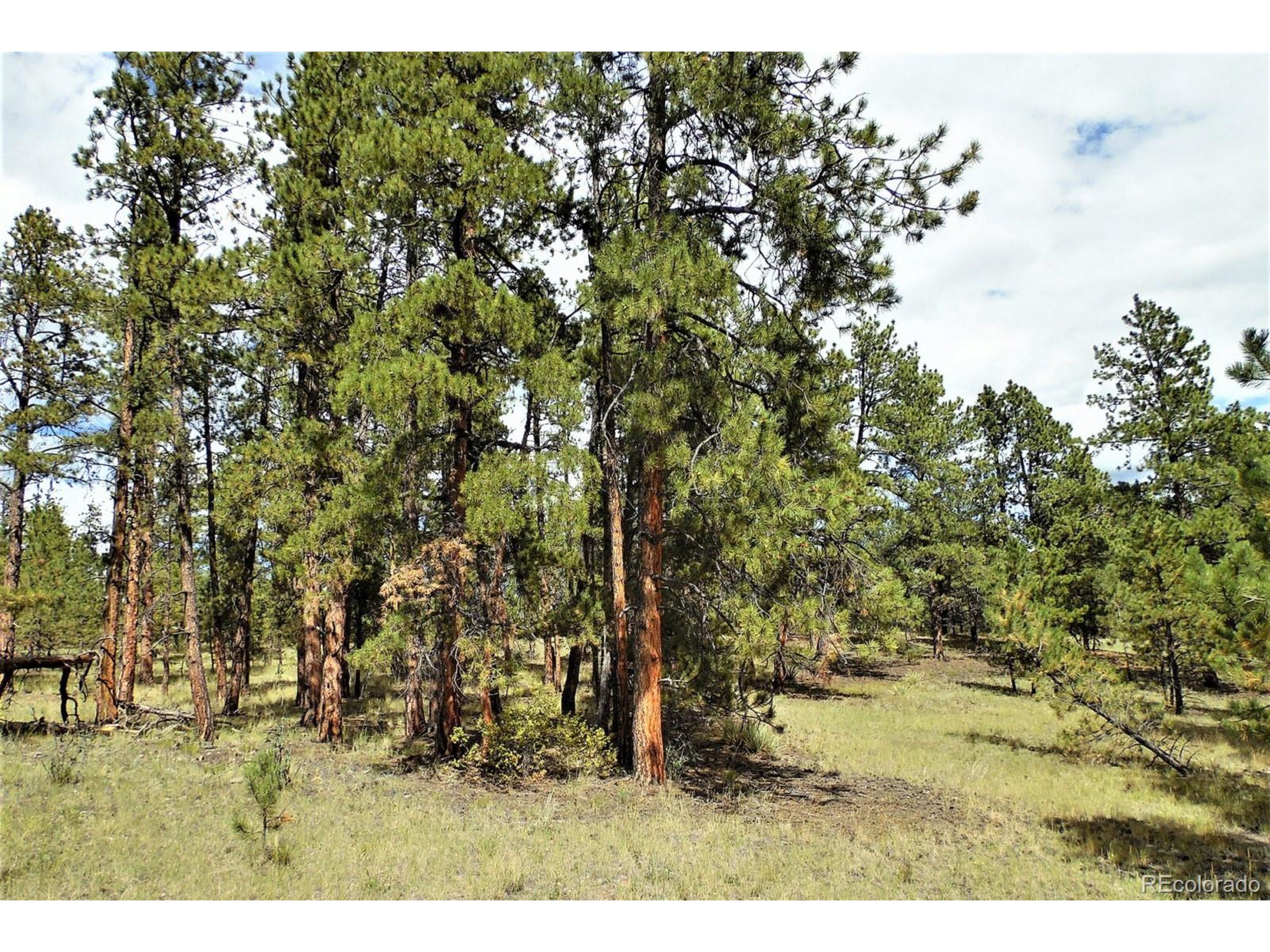 35 Doe Valley Road Guffey, CO 80820 - Photo 20 of 40