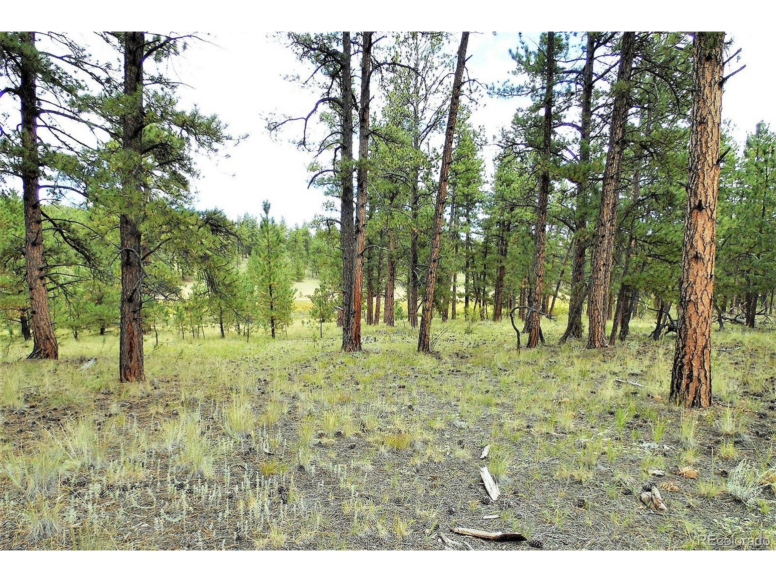 35 Doe Valley Road Guffey, CO 80820 - Photo 21 of 40