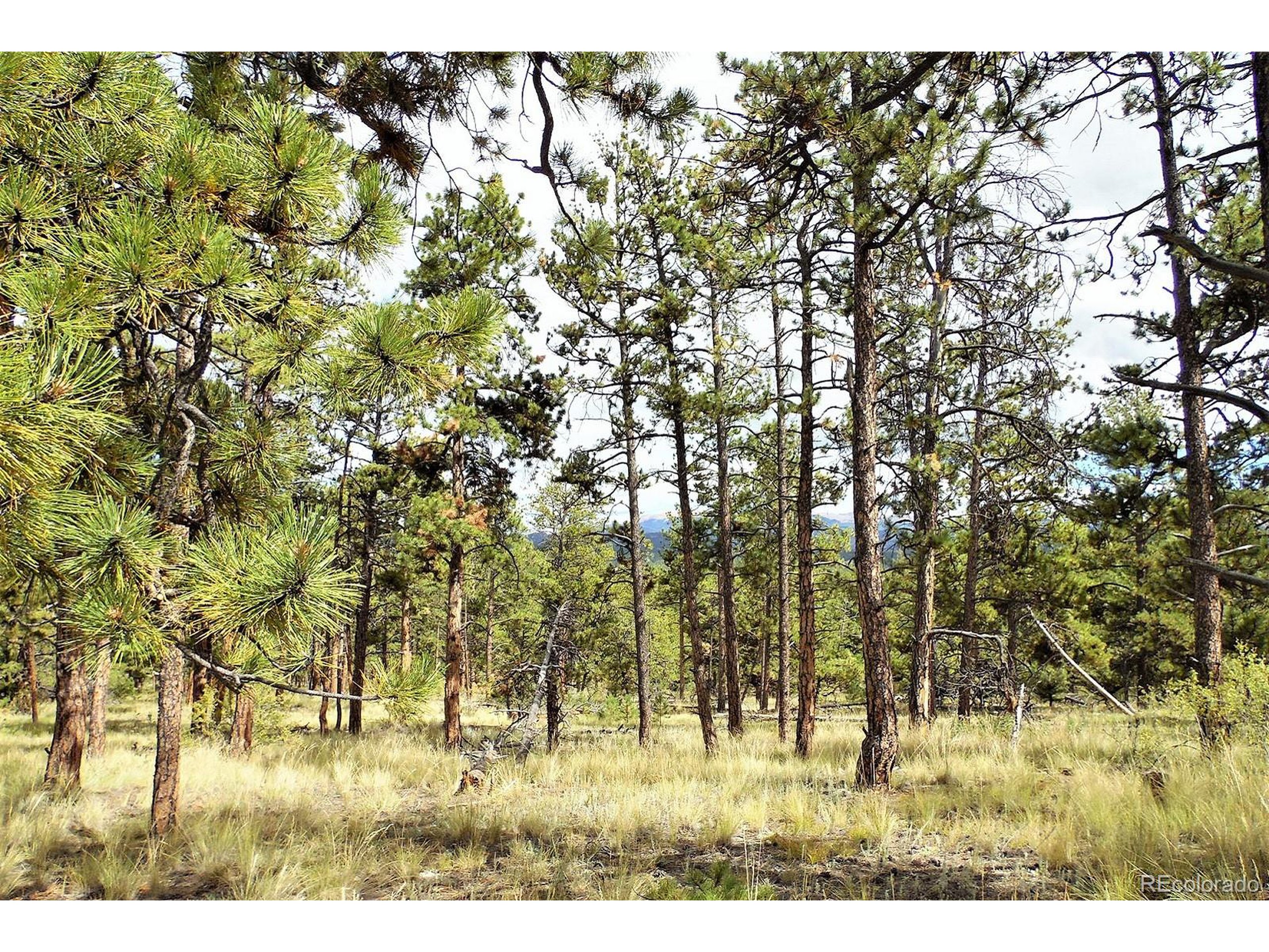 35 Doe Valley Road Guffey, CO 80820 - Photo 23 of 40