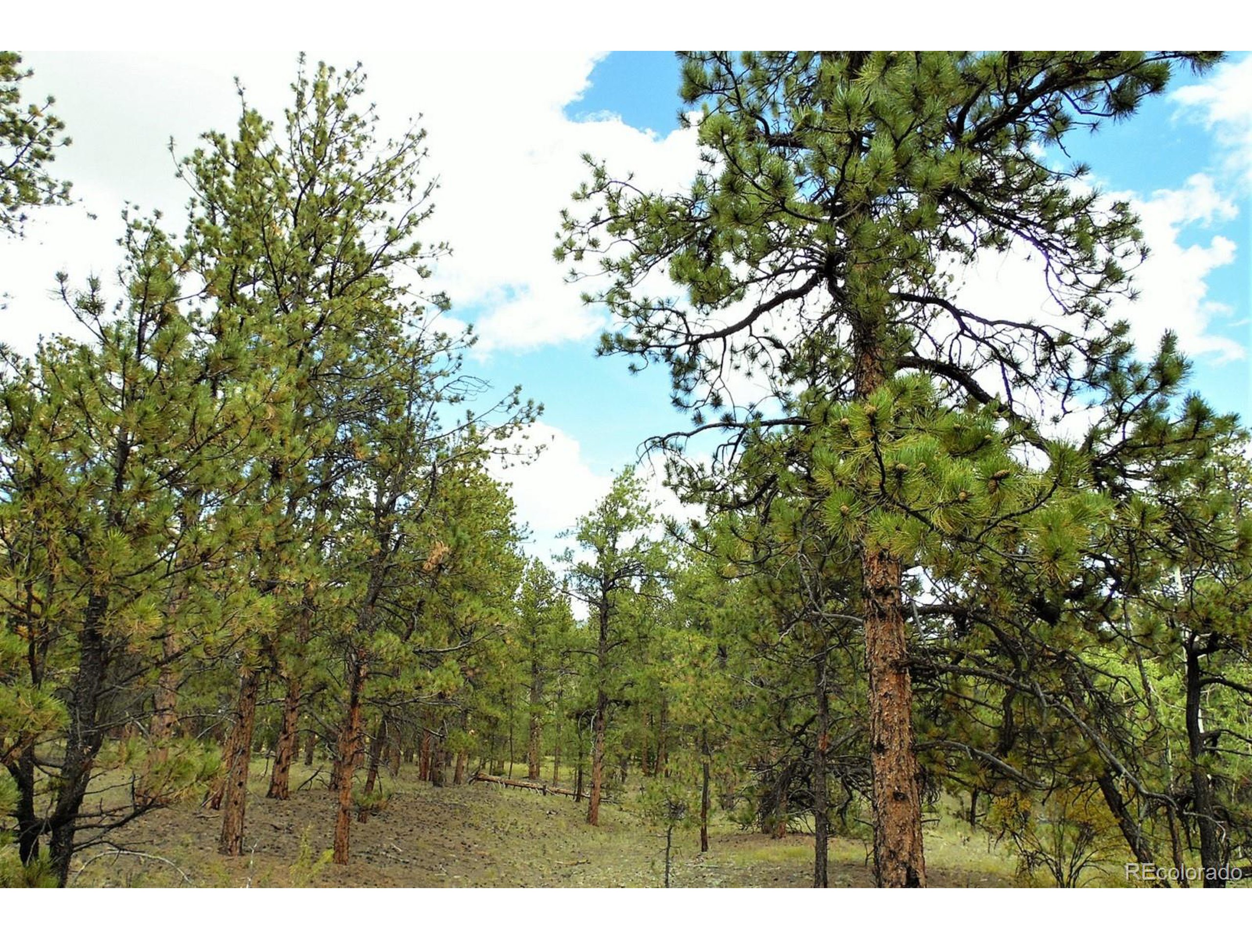 35 Doe Valley Road Guffey, CO 80820 - Photo 9 of 40