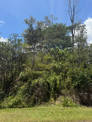 a view of a bunch of trees and bushes