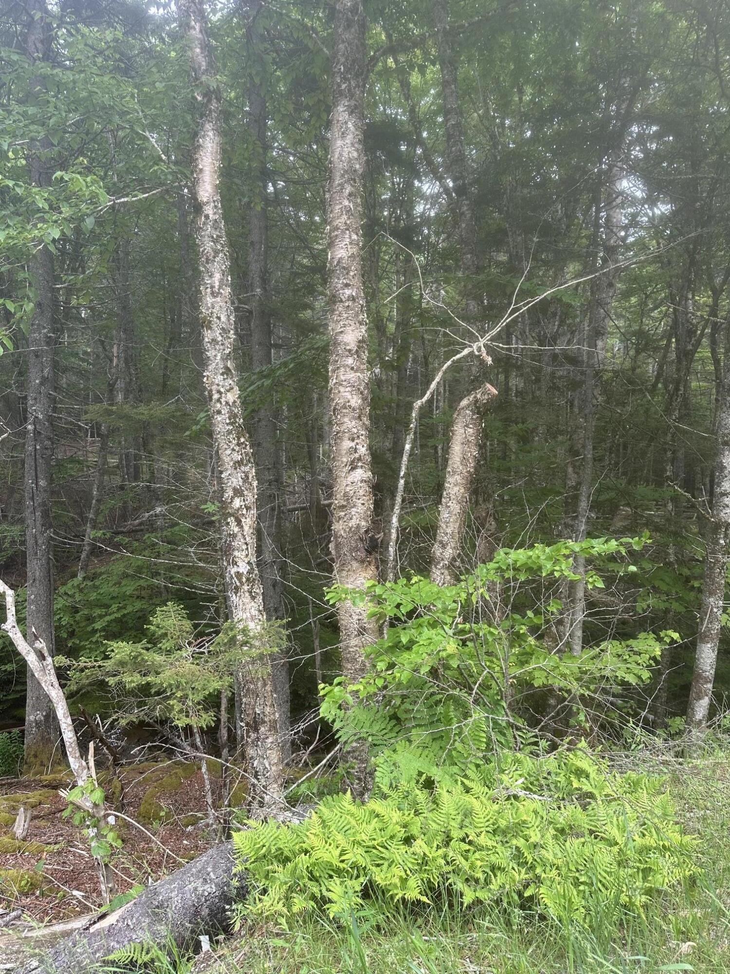16 Smalls Point Road Machiasport, ME 04655 - Photo 3 of 7 Port 2