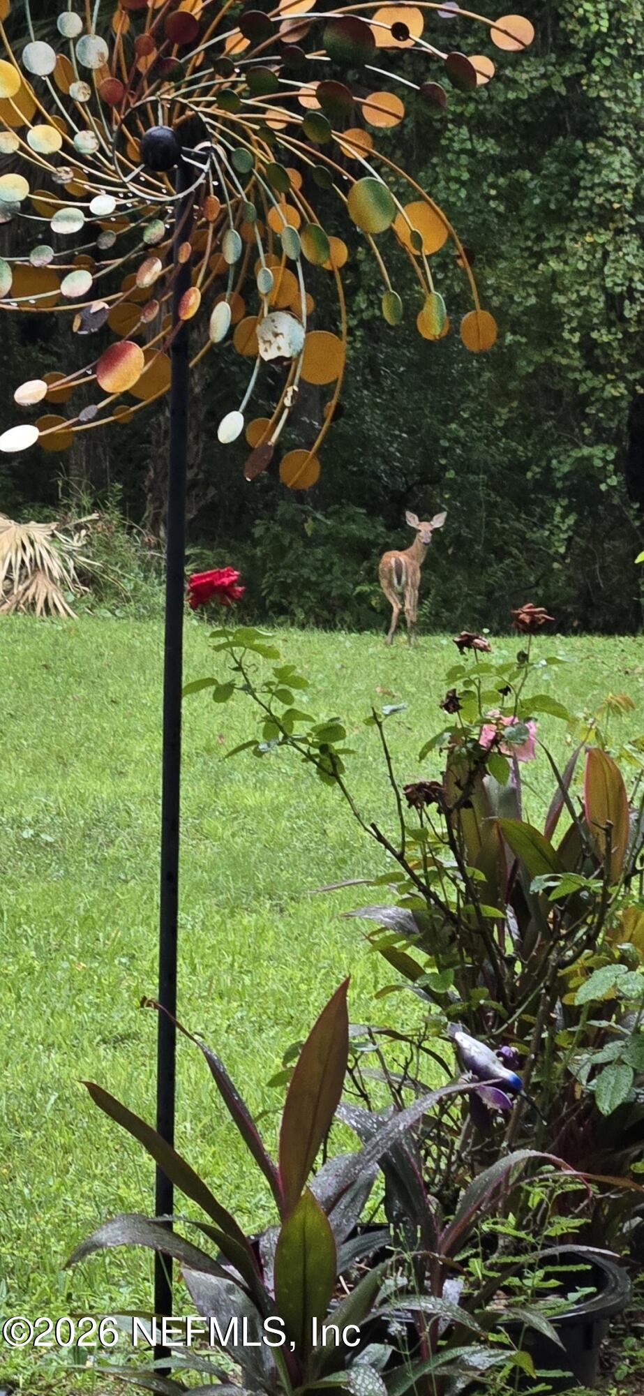 2140 Tom Thumb Road Middleburg, FL 32068 - Photo 46 of 47 Nature photo 2