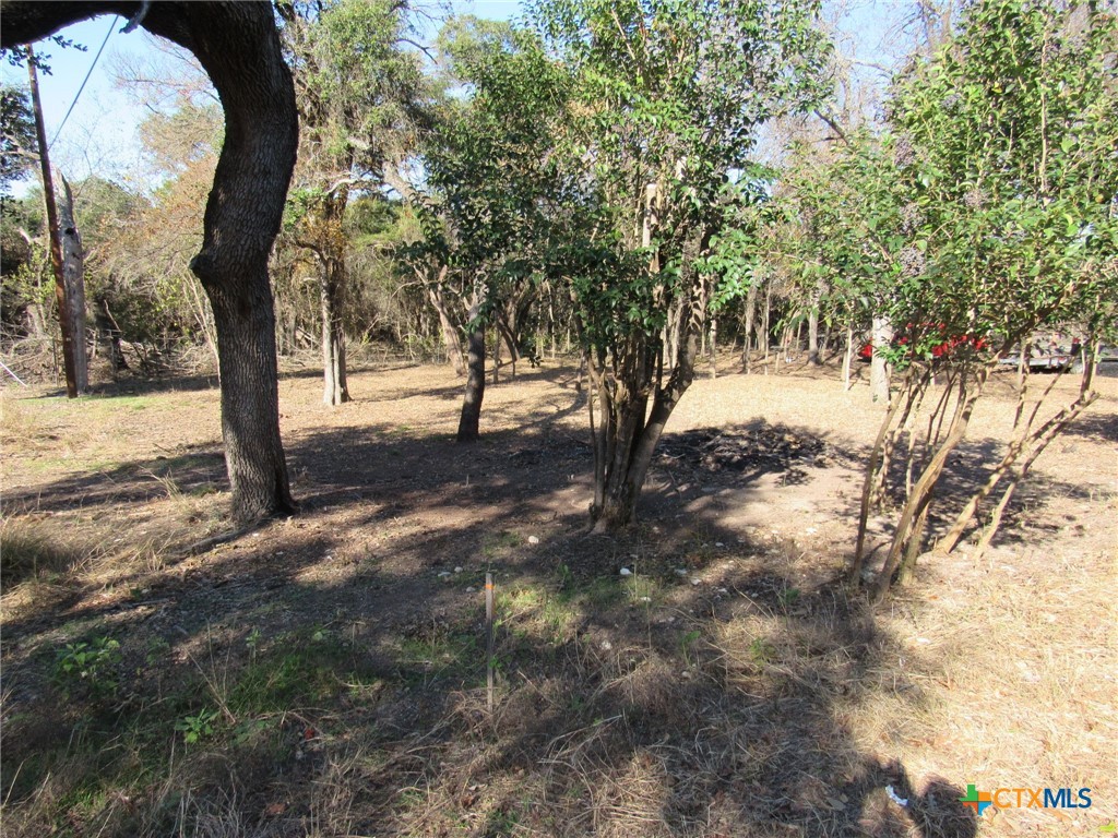 4232 Westview Drive Belton, TX 76513 - Photo 8 of 14 a picture of trees