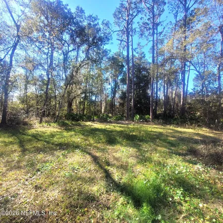 a view of a yard with plants and large trees