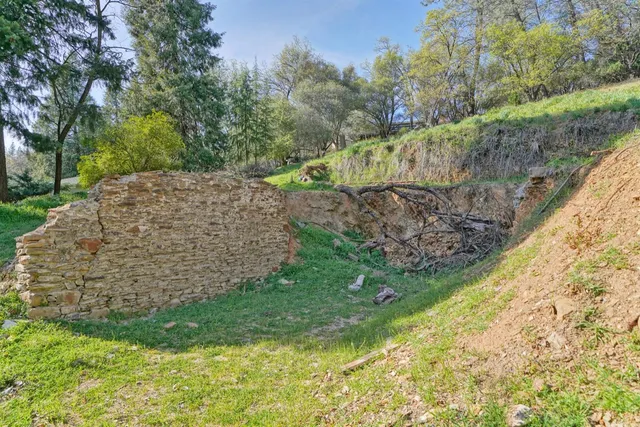 a view of a yard with plants and large trees