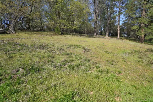 a view of a yard with large trees