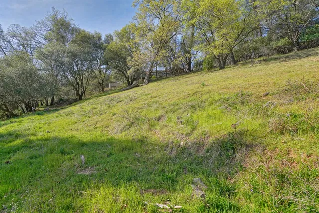 a view of a garden with plants