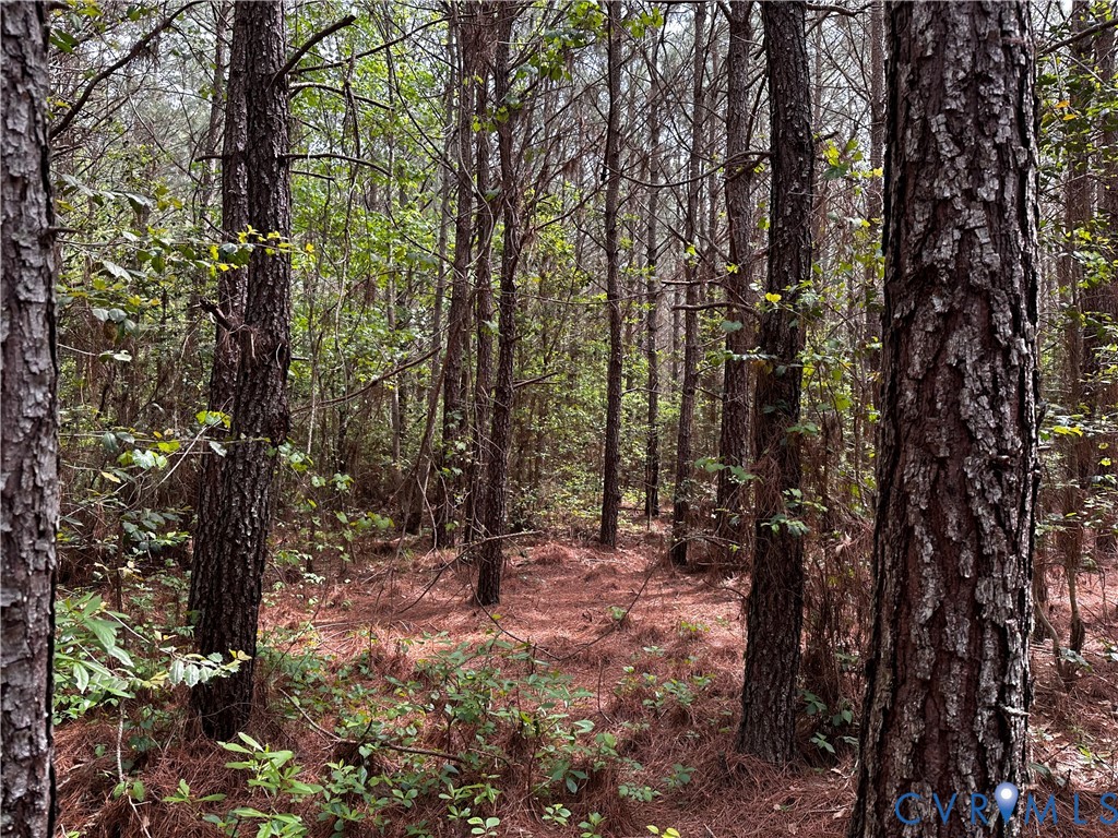 0 North Turnpike Road Bohannon, VA 23021 - Photo 6 of 9 a view of a forest that has large trees