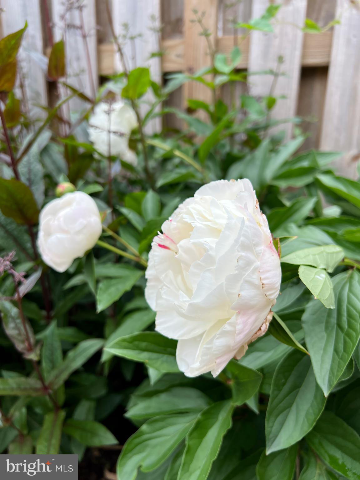 223 Regester Avenue Baltimore, MD 21212 - Photo 53 of 61