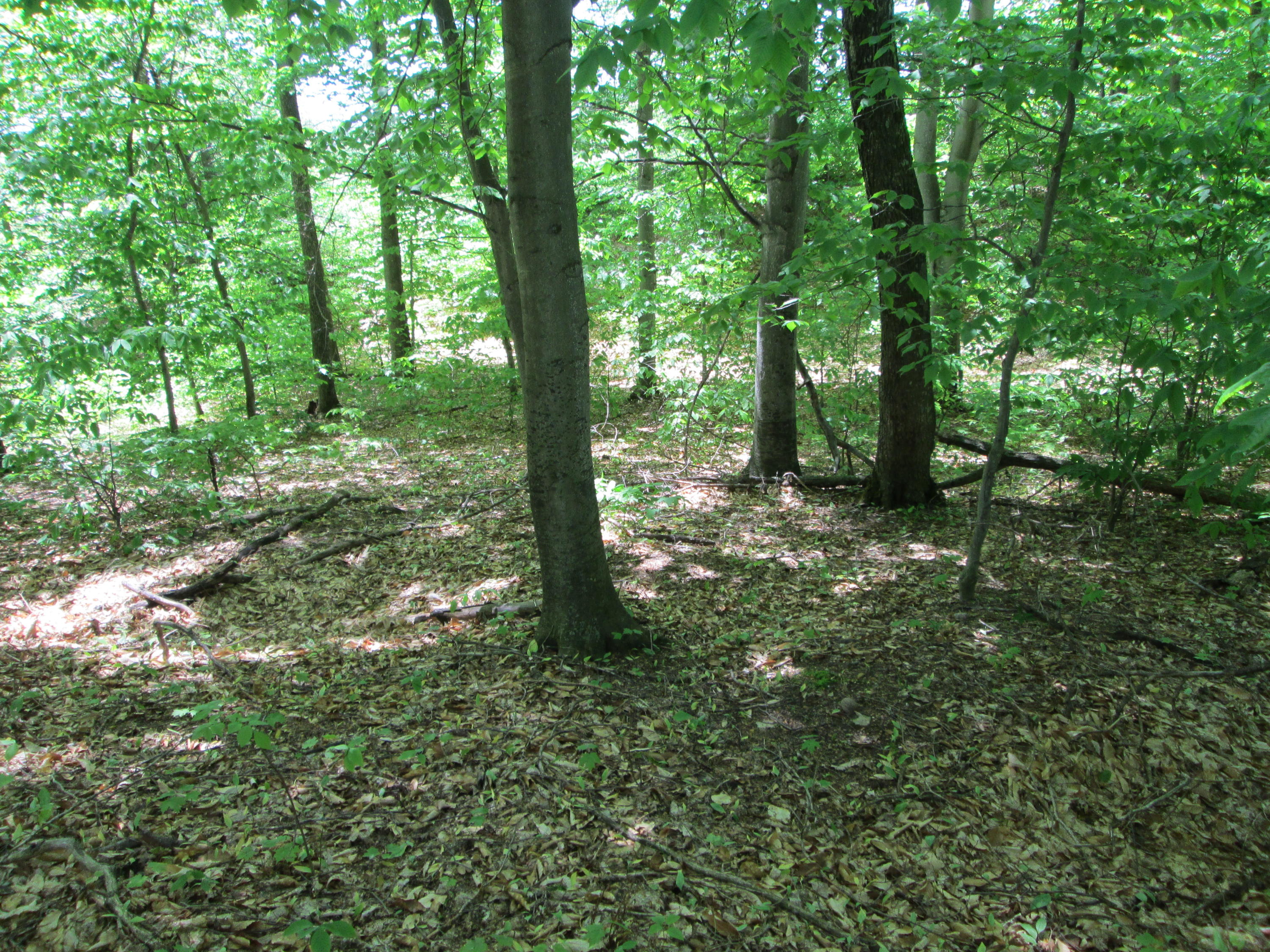Valley Road Pellston, MI 49769 - Photo 9 of 11 Gallery Image 9