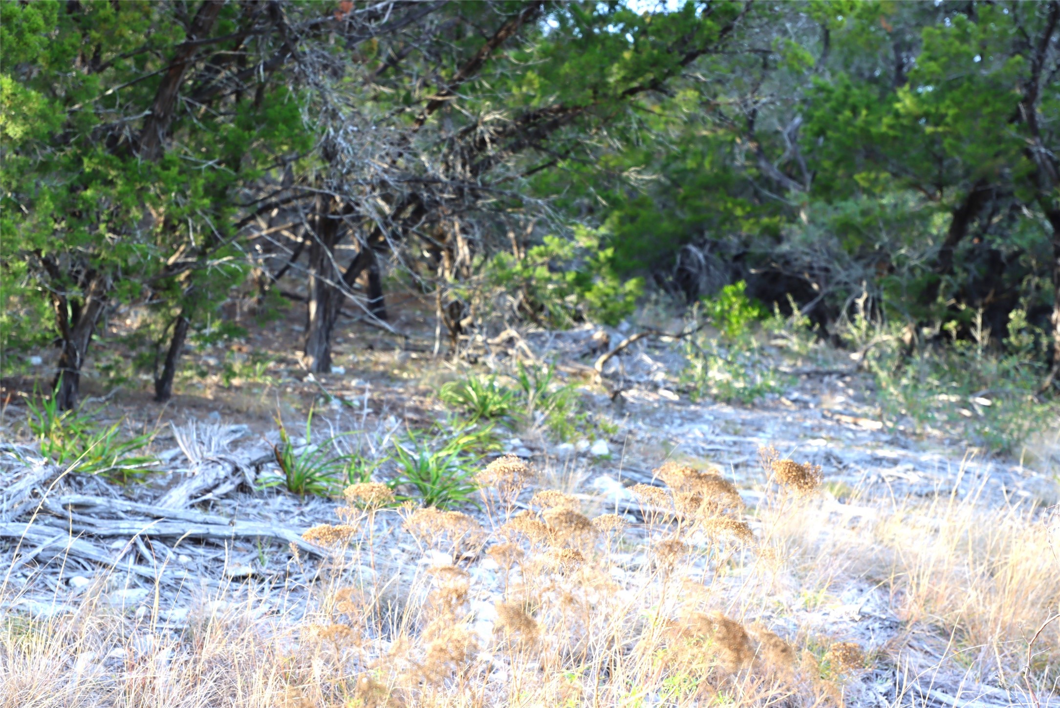 0 Private Road 1748 Road Mico, TX 78056 - Photo 11 of 14 a backyard of a house with lots of green space