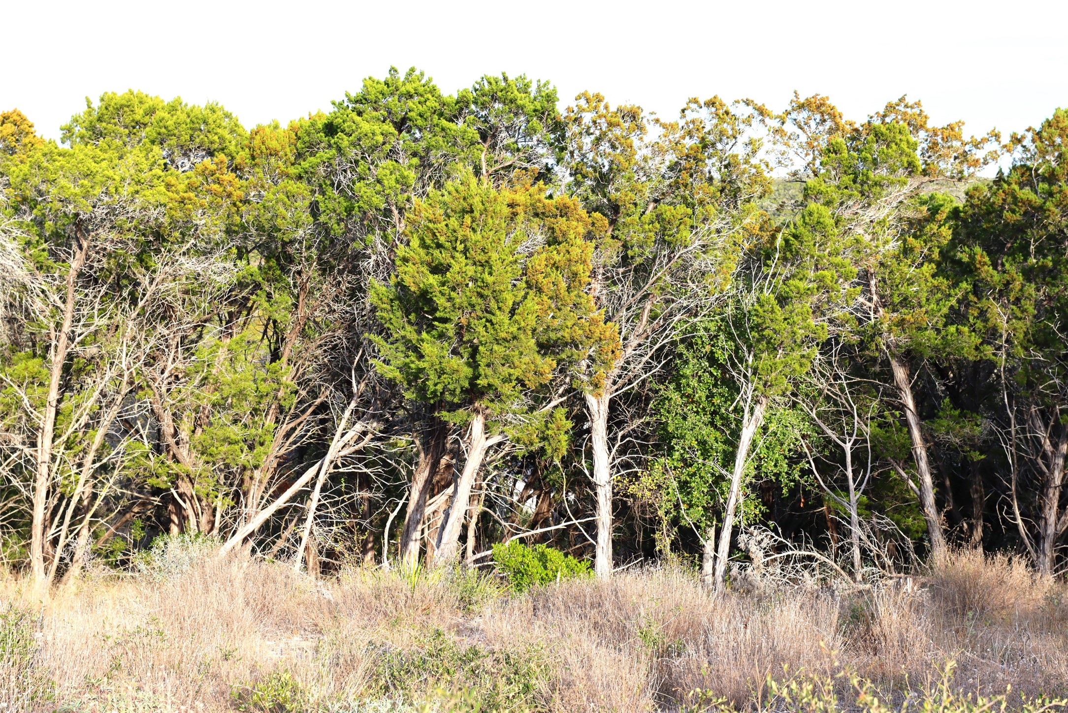 0 Private Road 1748 Road Mico, TX 78056 - Photo 12 of 14 a backyard of a house with lots of trees