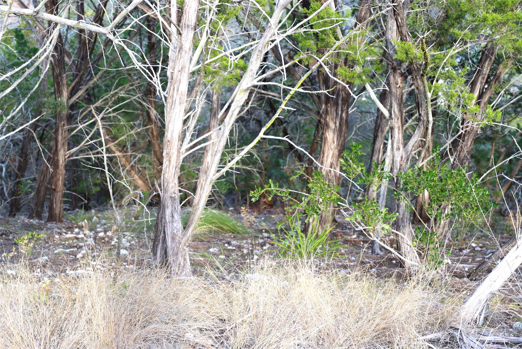 0 Private Road 1748 Road Mico, TX 78056 - Photo 14 of 14 a backyard of a house with lots of green space and a fountain
