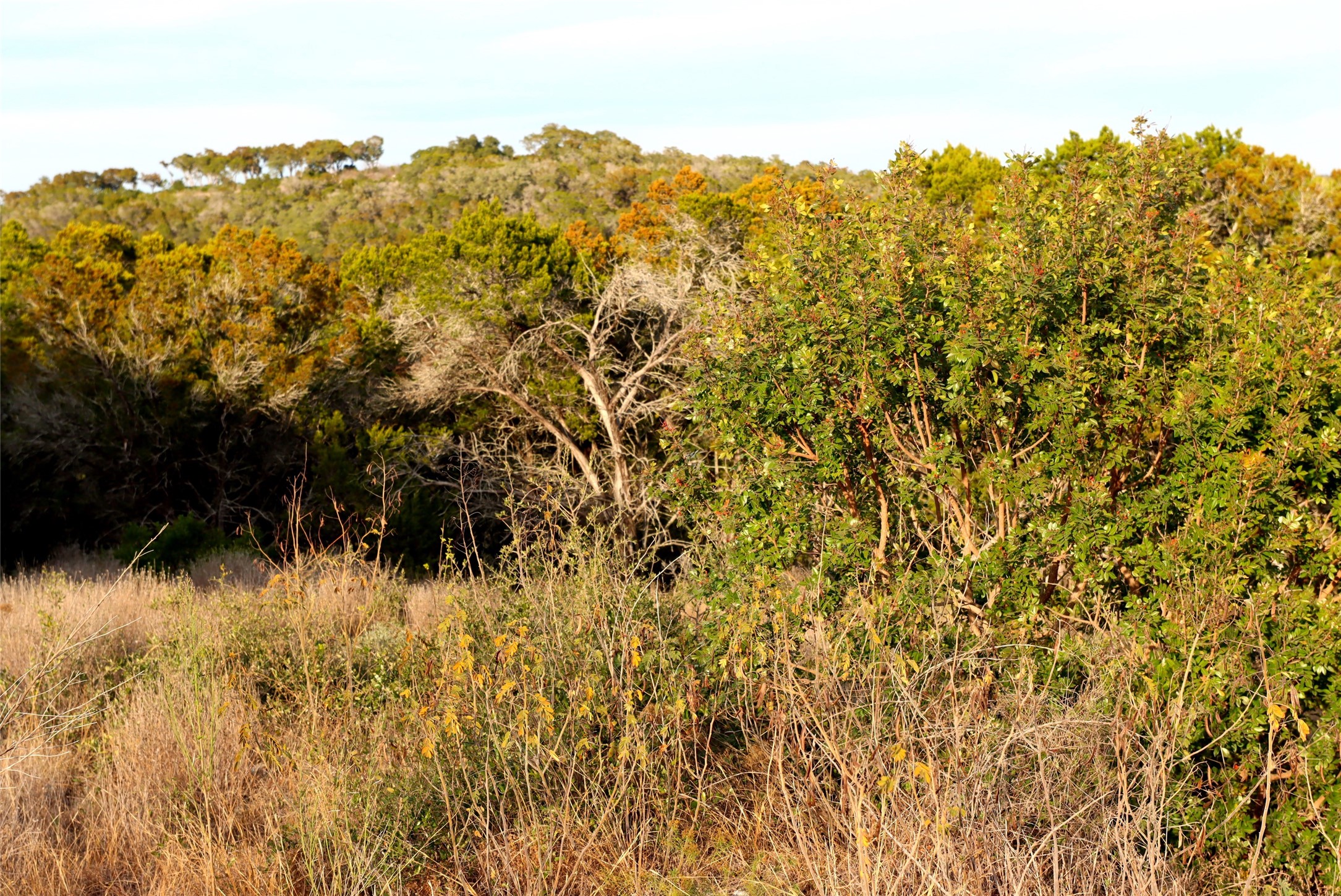 0 Private Road 1748 Road Mico, TX 78056 - Photo 10 of 14 a view of a bunch of trees