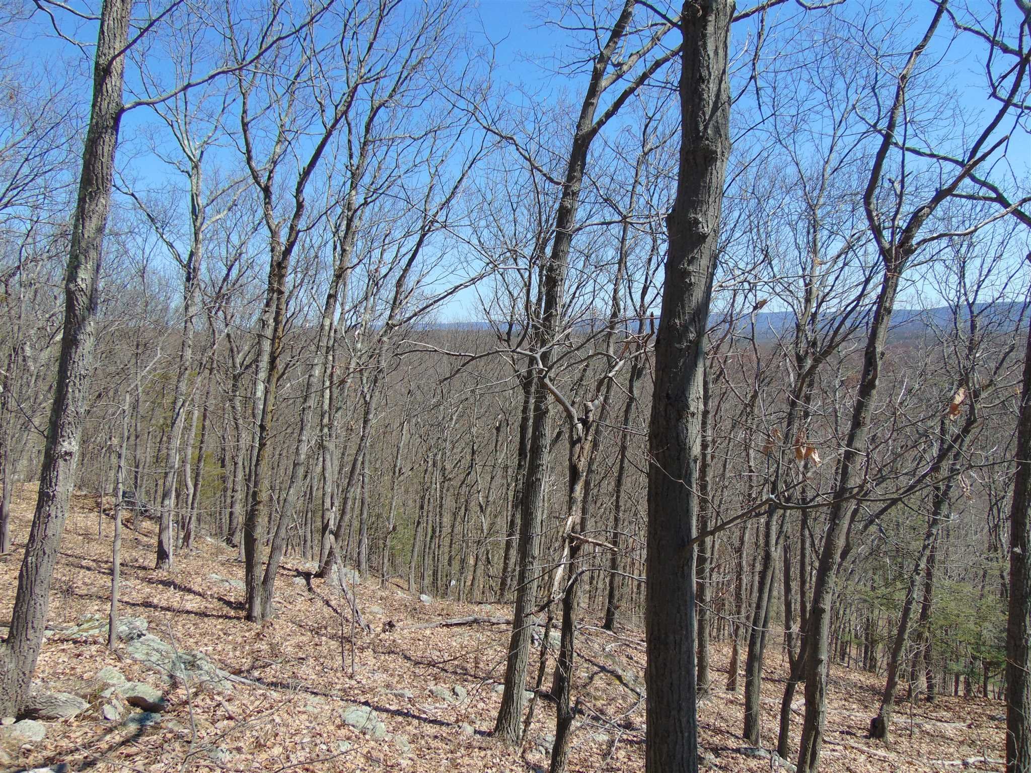 382 Cedar Hill Road Wappinger, NY 12524 - Photo 11 of 20 a view of a forest with trees