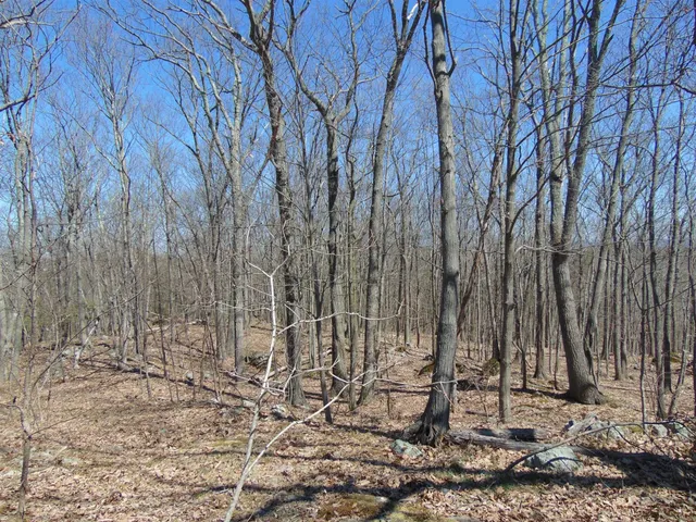 a view of a backyard with large trees