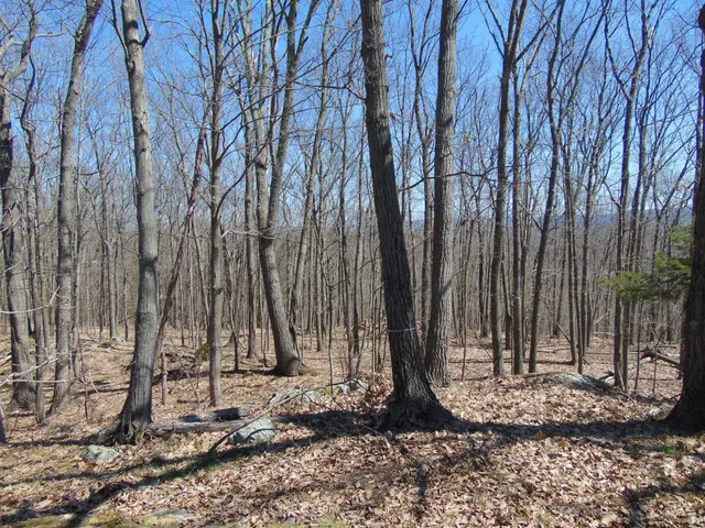 a view of a backyard with large trees