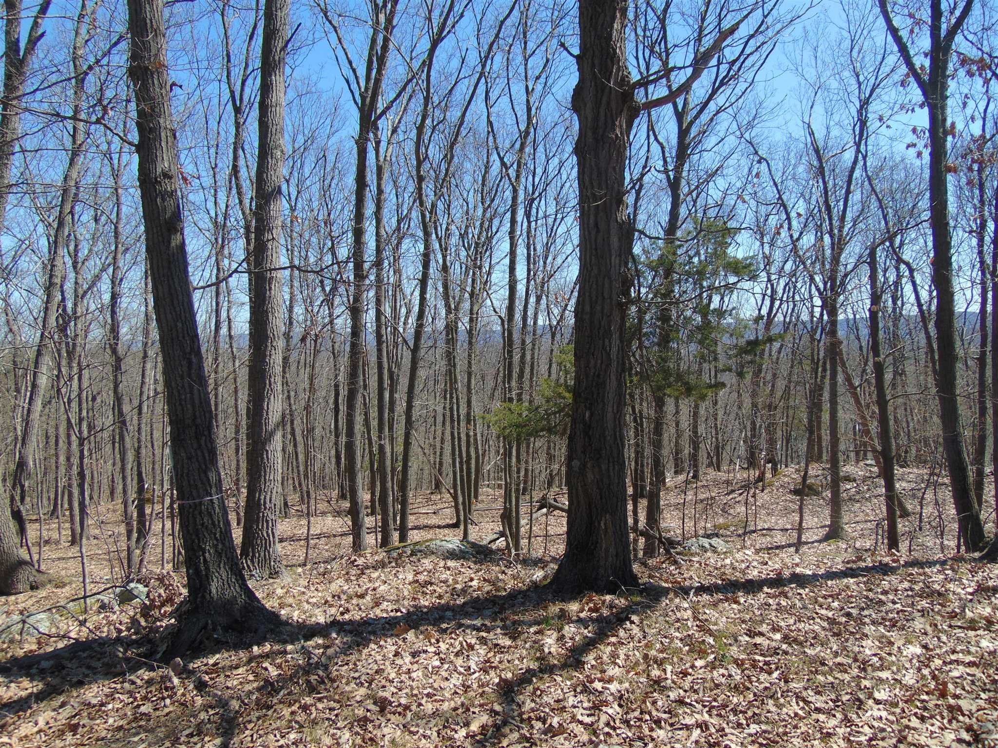 382 Cedar Hill Road Wappinger, NY 12524 - Photo 16 of 20 a view of a backyard with large trees
