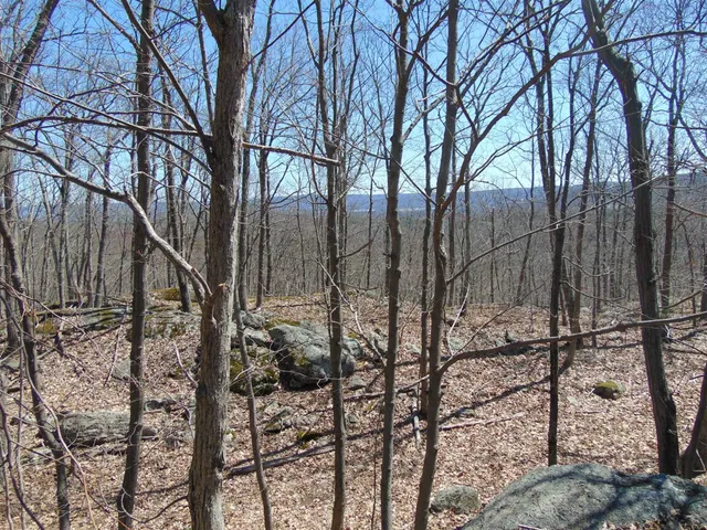 a backyard of a house with lots of trees