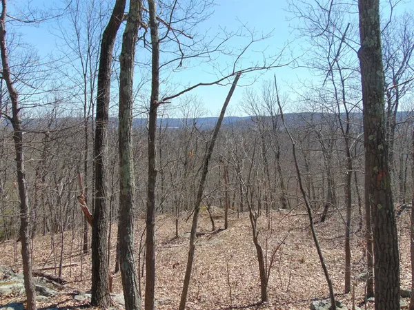 a view of a forest filled with trees