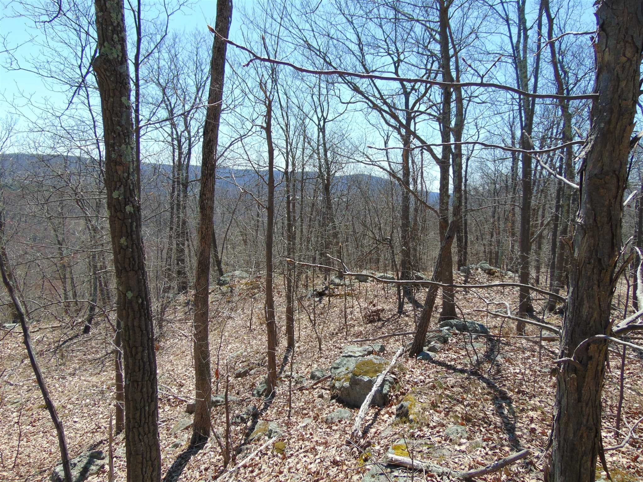 382 Cedar Hill Road Wappinger, NY 12524 - Photo 7 of 20 a view of a forest filled with trees