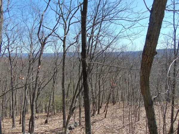 a view of a forest with trees