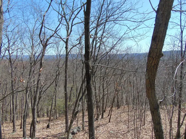 a view of a forest with trees