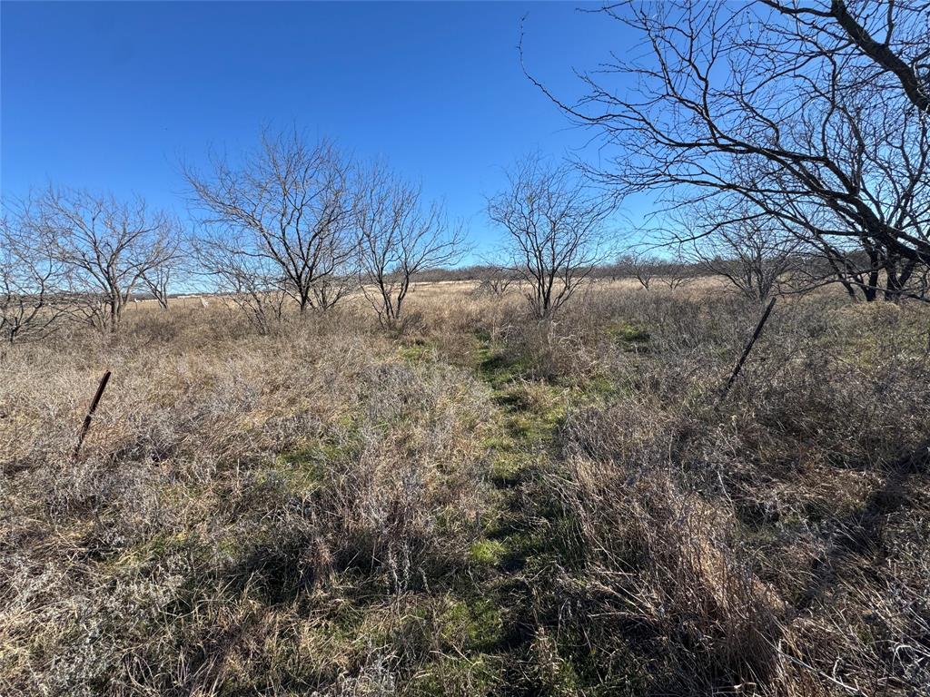 973 Wagoner Road Waco, TX 76705 - Photo 14 of 14 a view of dirt yard with a tree