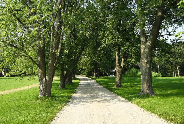 a view of a park with large trees