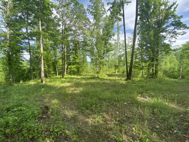 a large yard with lots of green space and trees