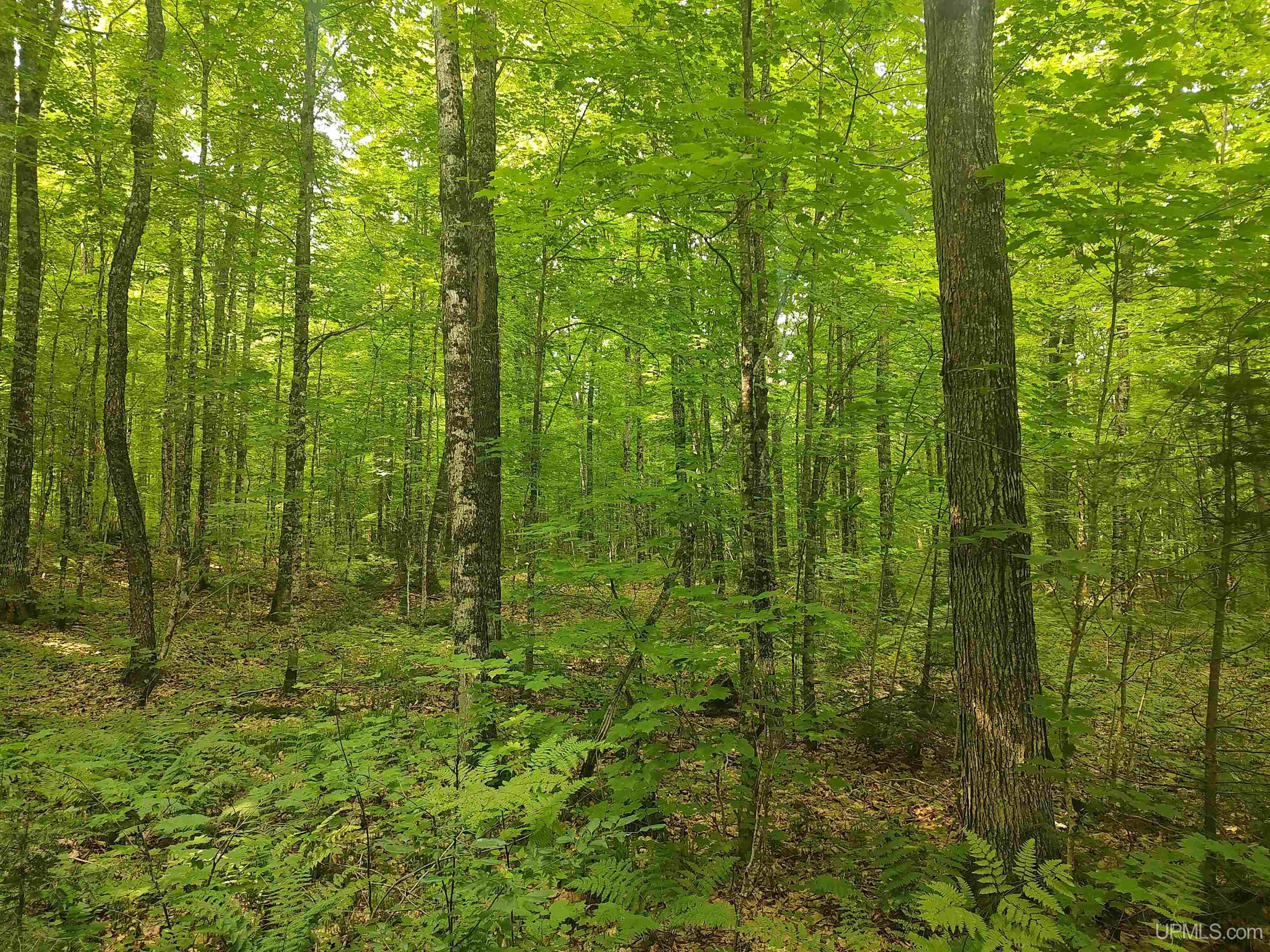 60-acres Sleepy Hollow Road Ishpeming, MI 49849 - Photo 13 of 29