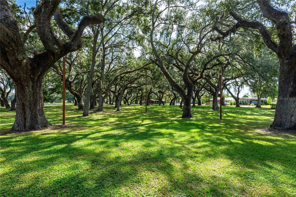 5408 Dean Dairy Road Zephyrhills, FL 33541 - Photo 59 of 62 a huge green field with lots of trees