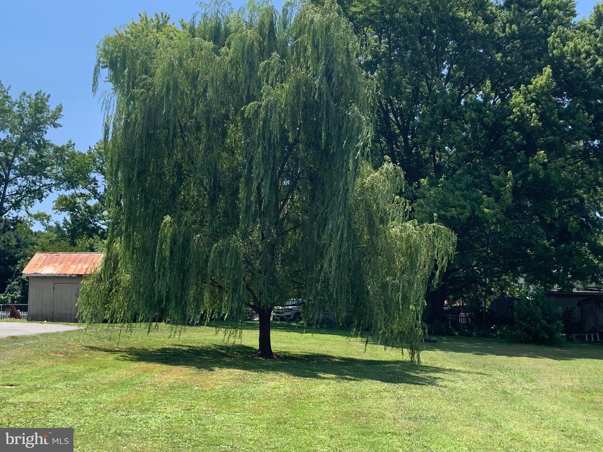 1503 Old Philadelphia Road Aberdeen, MD 21001 - Photo 19 of 40 Beautiful Willow in the SIde Yard