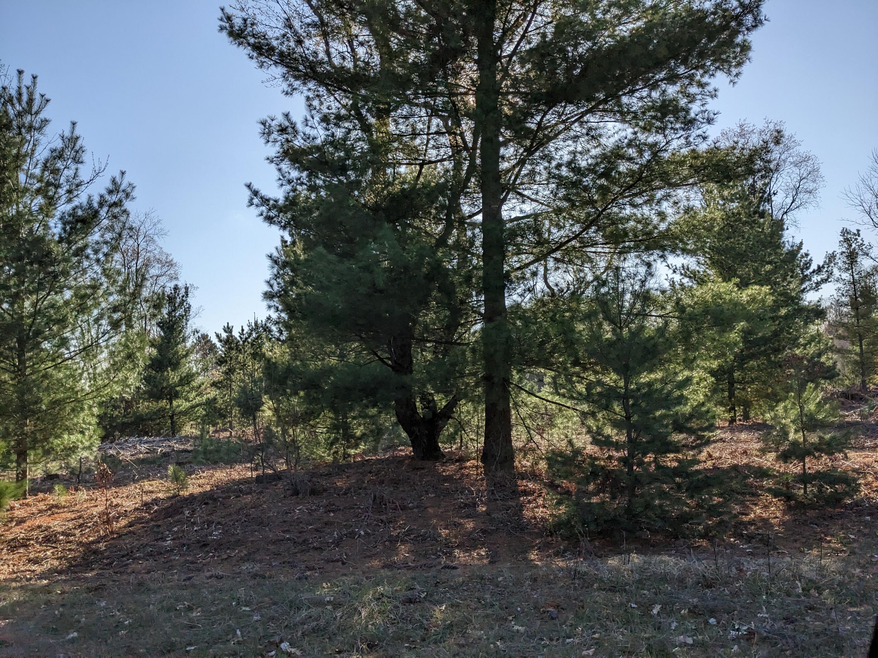 Bergstrom Drive Kaleva, MI 49645 - Photo 12 of 20 PXL_20230424_221726389