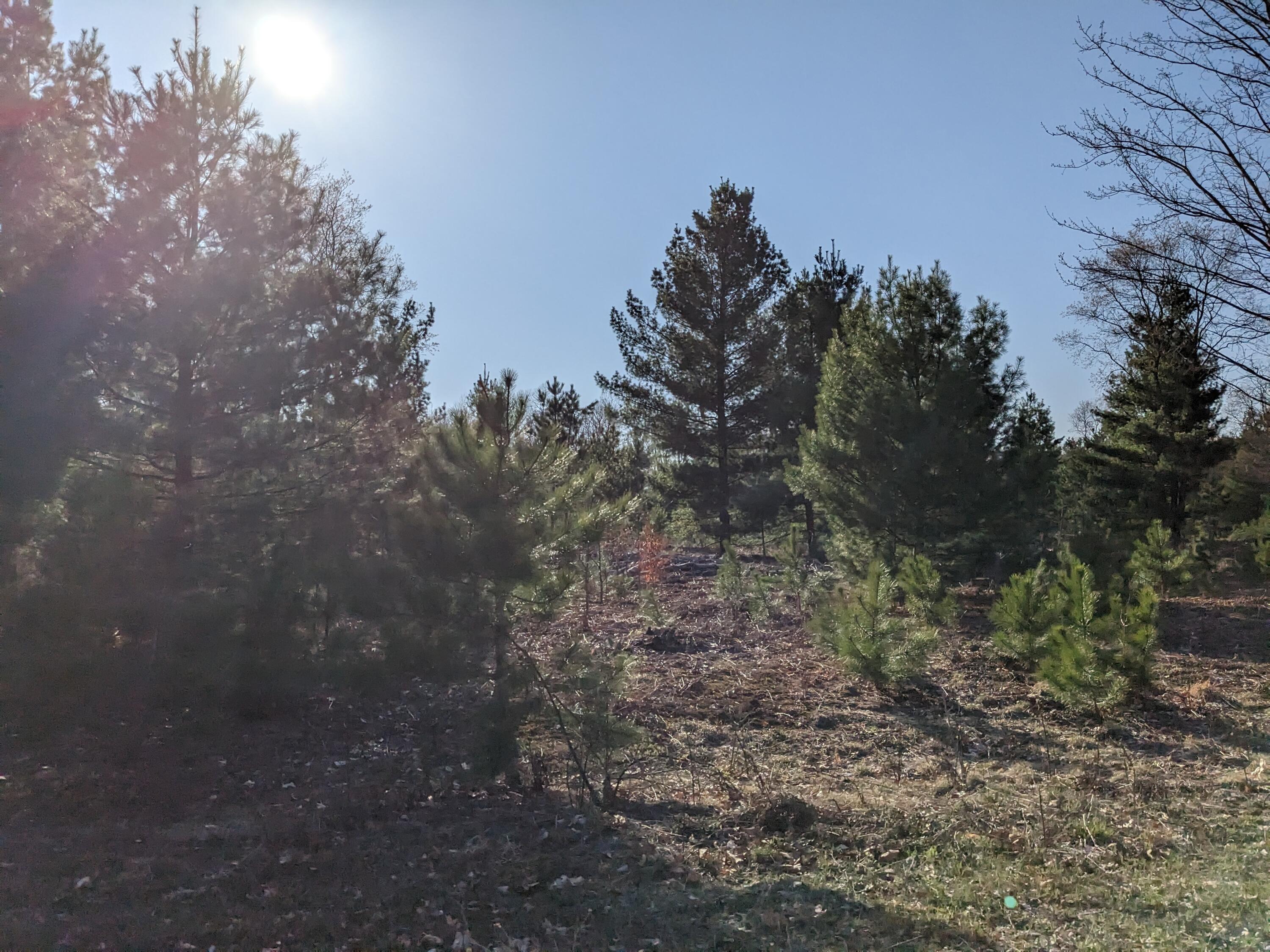Bergstrom Drive Kaleva, MI 49645 - Photo 14 of 20 PXL_20230424_221736182