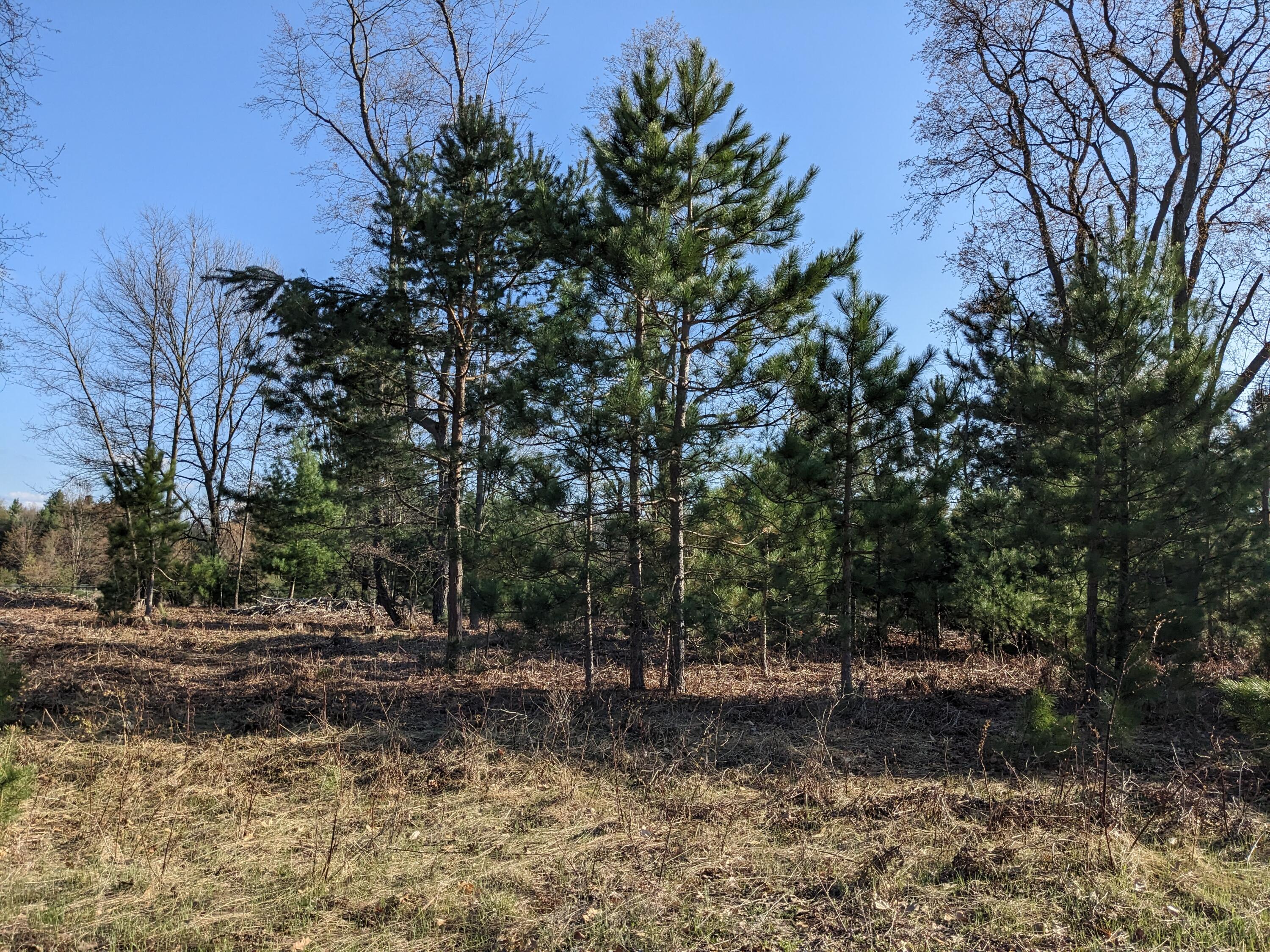 Bergstrom Drive Kaleva, MI 49645 - Photo 17 of 20 PXL_20230424_221754826