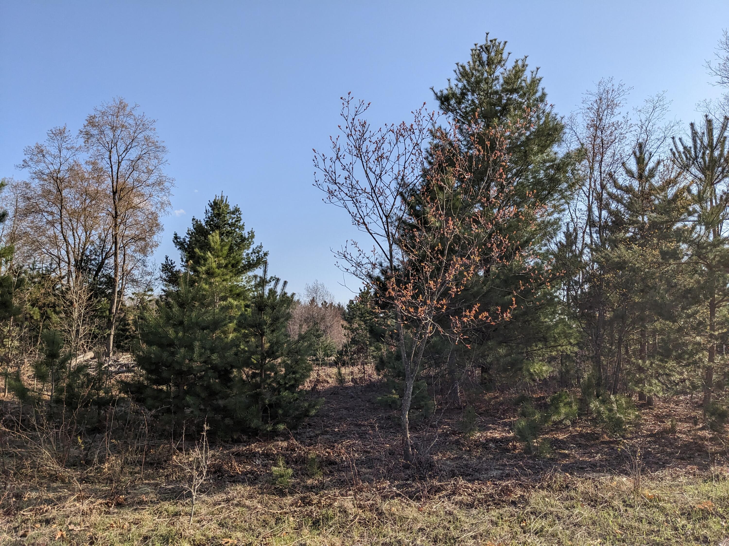 Bergstrom Drive Kaleva, MI 49645 - Photo 19 of 20 PXL_20230424_221807606