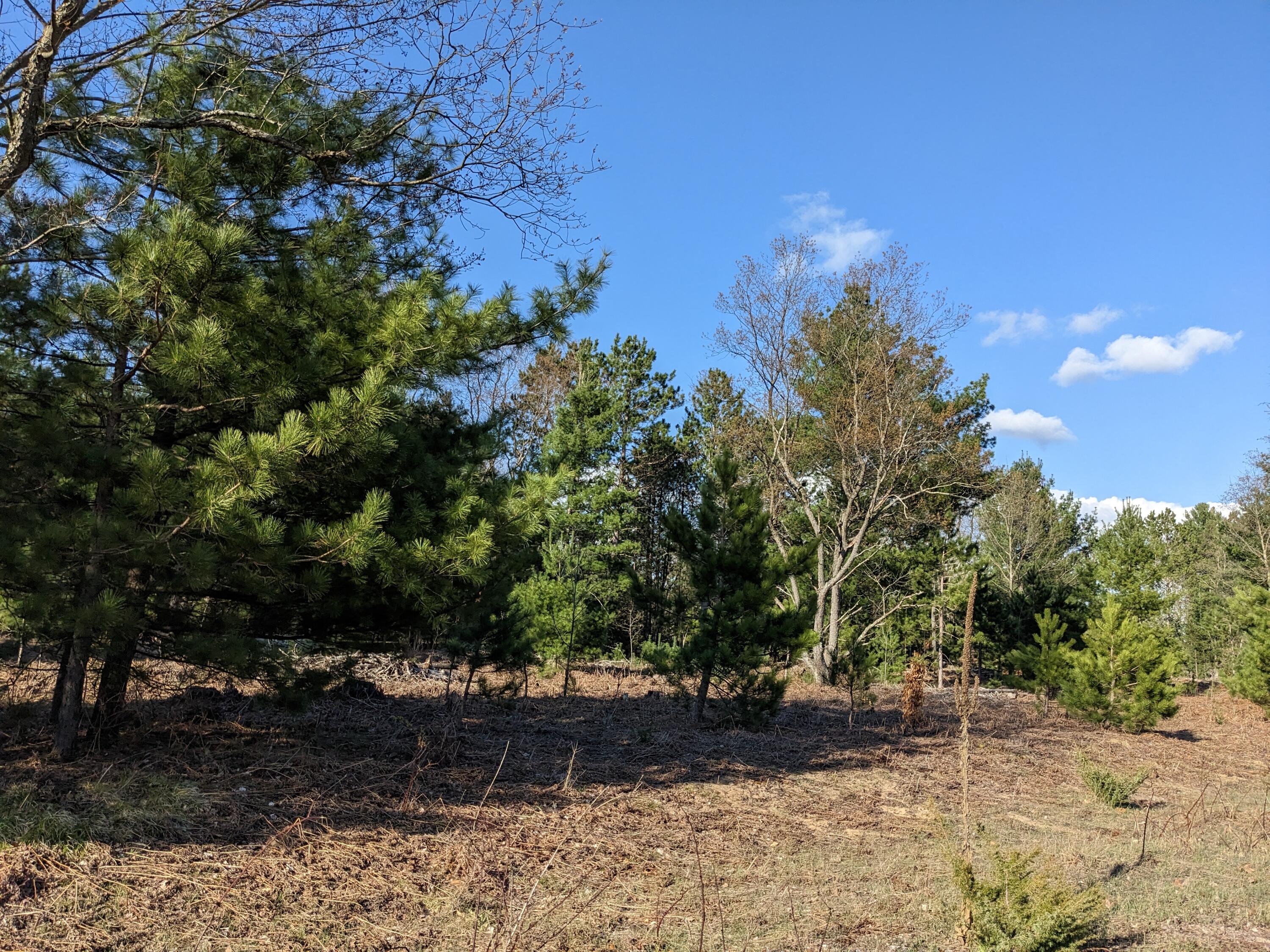 Bergstrom Drive Kaleva, MI 49645 - Photo 4 of 20 PXL_20230424_221642320